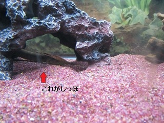 IMG_1583.JPG