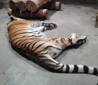 tora.jpg